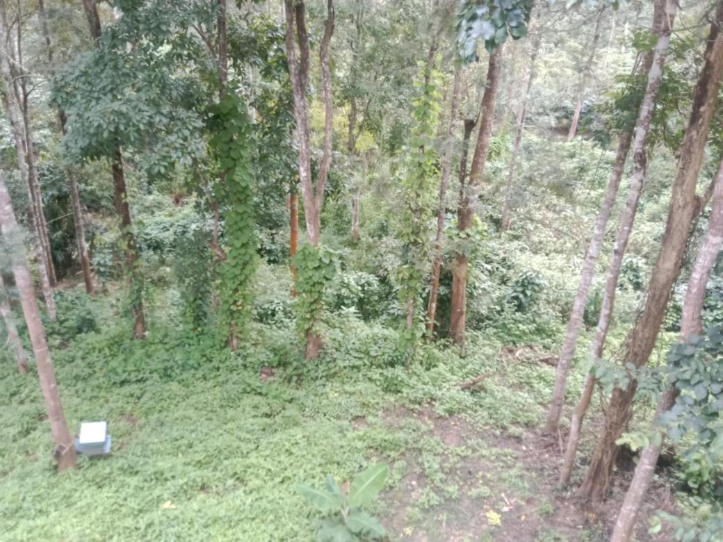 Elephant Path Coorg 3Bhk Vila Suntikoppa Exterior foto